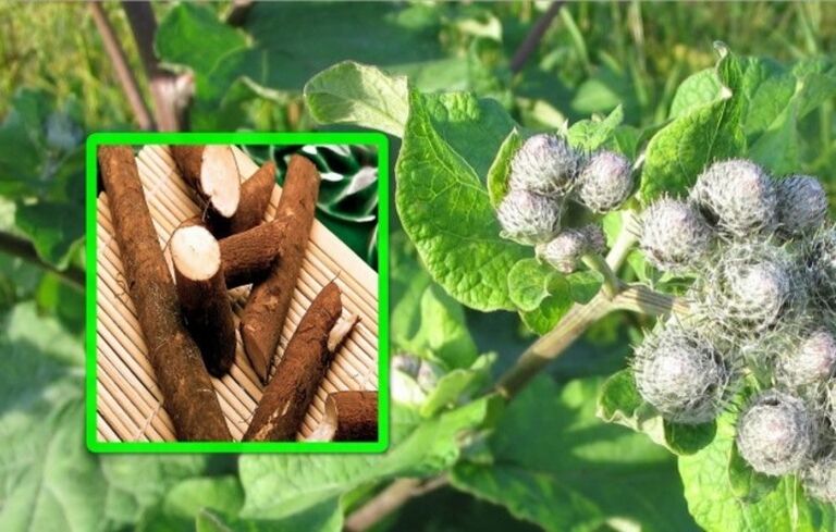 Burdock is highly valued for the treatment of arthrosis of the knee joint with folk remedies. 